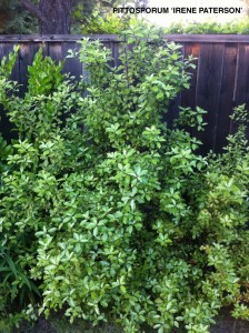 Pittosporum 'Irene Paterson' 1